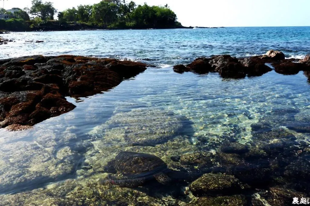 Little Piece Of Heaven- Oceanfront Private Home Kailua-Kona